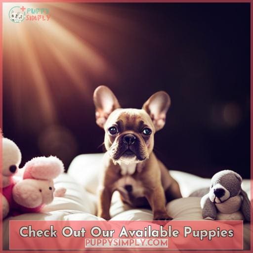 Check Out Our Available Puppies