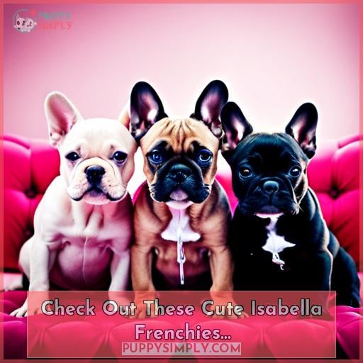 Check Out These Cute Isabella Frenchies…