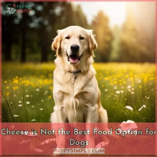 Cheese is Not the Best Food Option for Dogs
