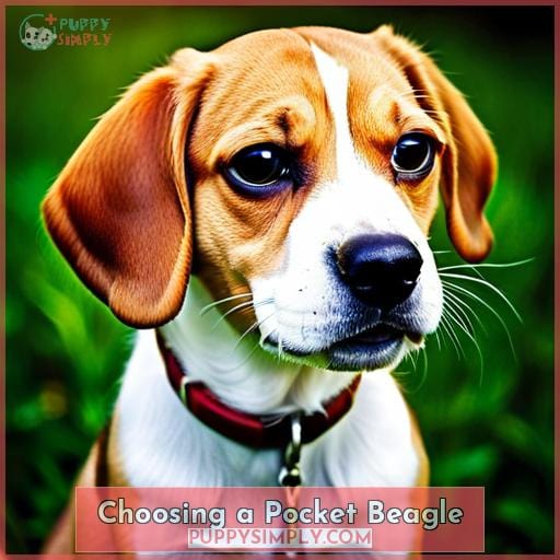 Choosing a Pocket Beagle