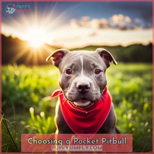 Choosing a Pocket Pitbull