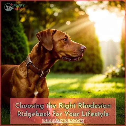 Choosing the Right Rhodesian Ridgeback for Your Lifestyle