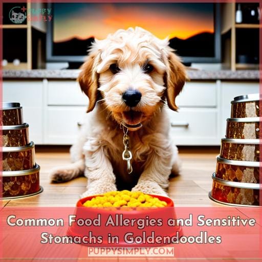 Common Food Allergies and Sensitive Stomachs in Goldendoodles