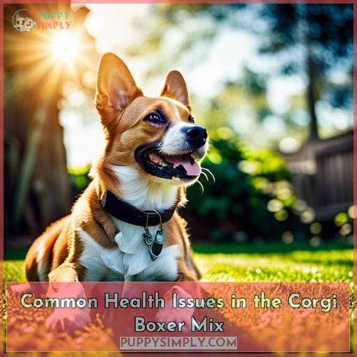 Common Health Issues in the Corgi Boxer Mix