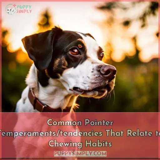 Common Pointer Temperaments/tendencies That Relate to Chewing Habits