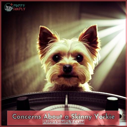 Concerns About a Skinny Yorkie
