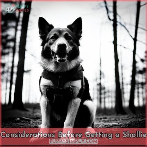 Considerations Before Getting a Shollie