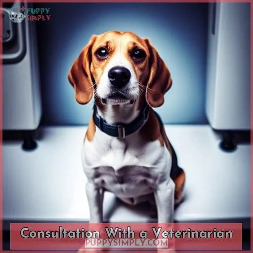 Consultation With a Veterinarian