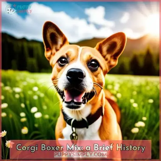 Corgi Boxer Mix: a Brief History