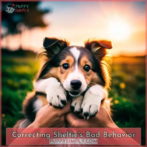 Correcting Sheltie