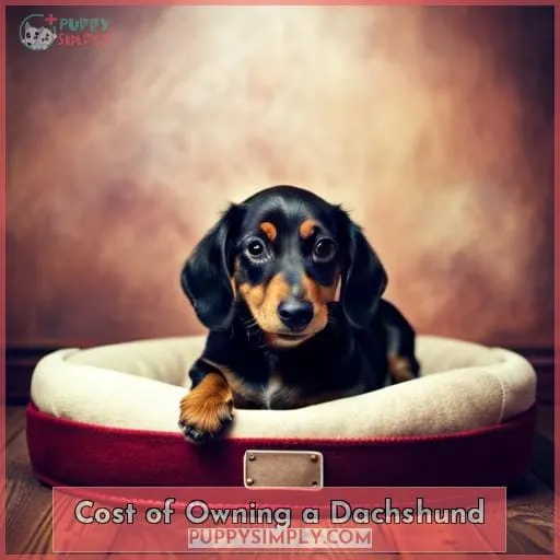 Cost of Owning a Dachshund