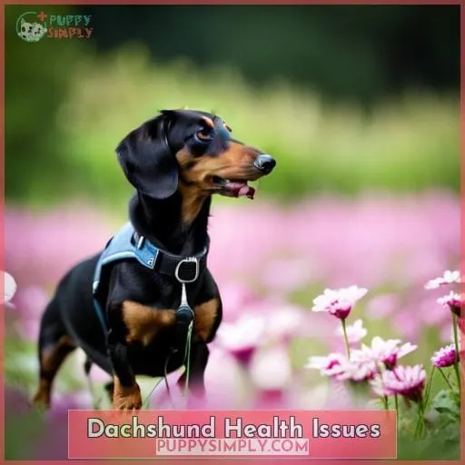 Dachshund Health Issues