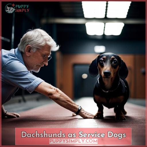 Dachshunds as Service Dogs