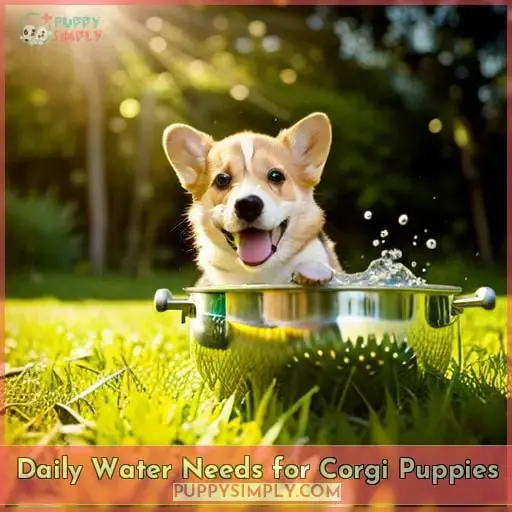Daily Water Needs for Corgi Puppies