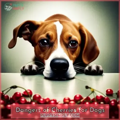 Dangers of Cherries for Dogs