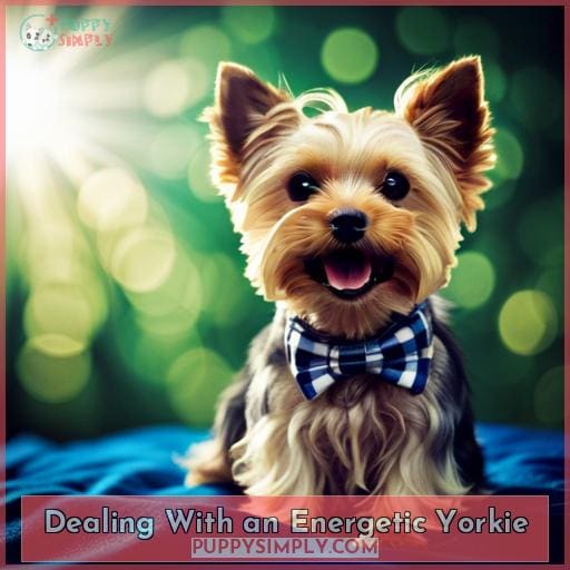 Dealing With an Energetic Yorkie