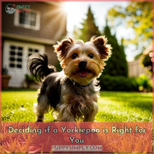 Deciding if a Yorkiepoo is Right for You