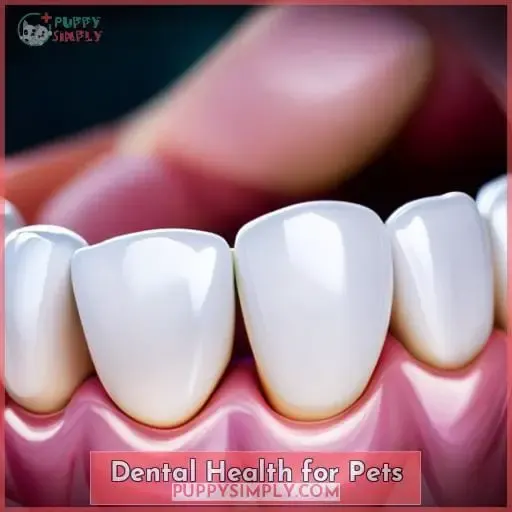 Dental Health for Pets