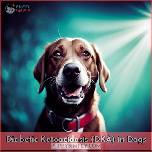 Diabetic Ketoacidosis (DKA) in Dogs