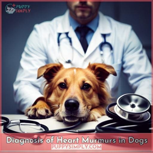 Diagnosis of Heart Murmurs in Dogs