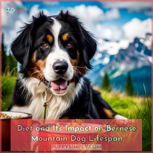 Diet and Its Impact on Bernese Mountain Dog Lifespan
