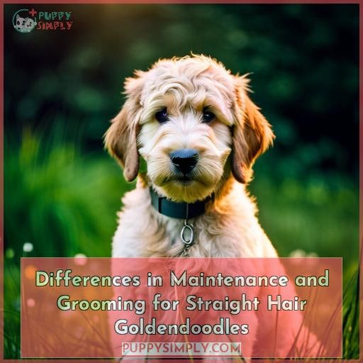 Differences in Maintenance and Grooming for Straight Hair Goldendoodles