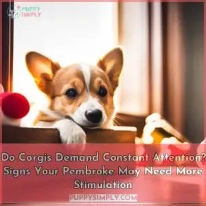 do corgis need a lot of attention