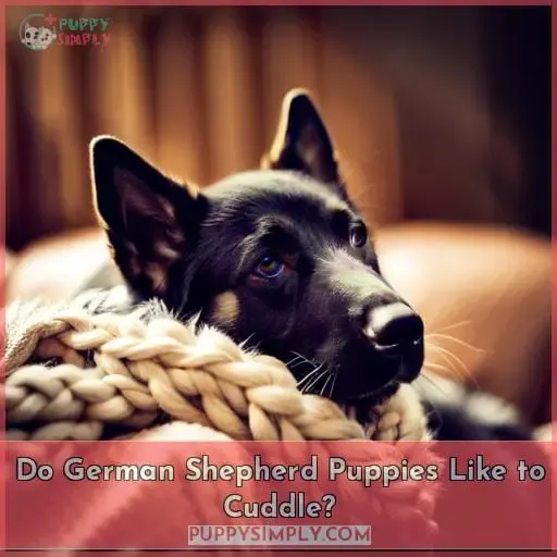 Do German Shepherd Puppies Like to Cuddle