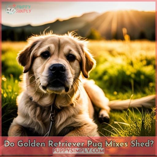 Do Golden Retriever Pug Mixes Shed