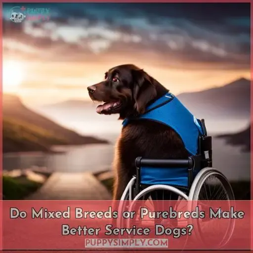 Do Mixed Breeds or Purebreds Make Better Service Dogs