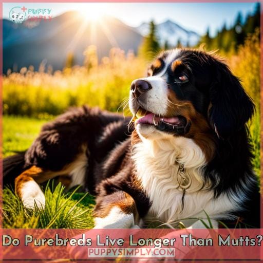Do Purebreds Live Longer Than Mutts