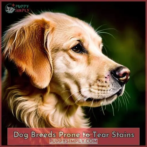 Dog Breeds Prone to Tear Stains