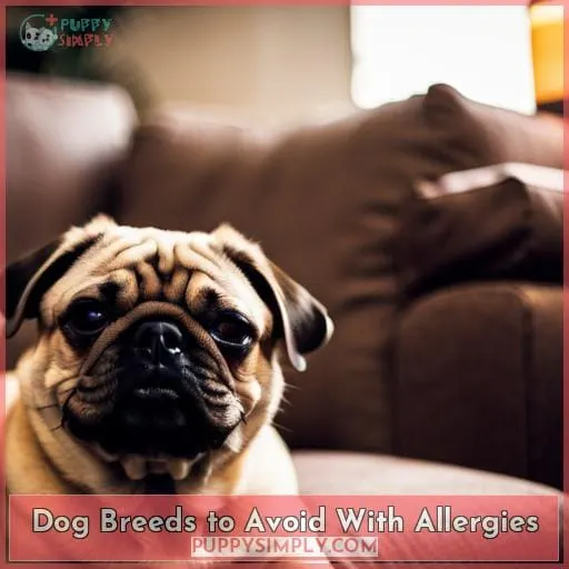 Dog Breeds to Avoid With Allergies