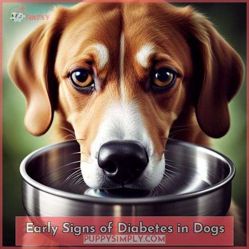 Early Signs of Diabetes in Dogs