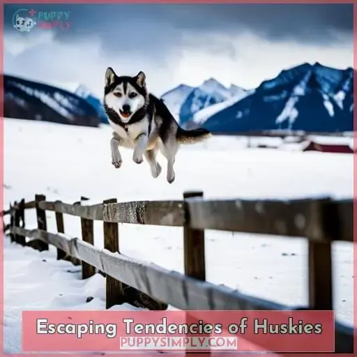 Escaping Tendencies of Huskies