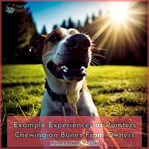 Example Experiences of Pointers Chewing on Bones From Owners