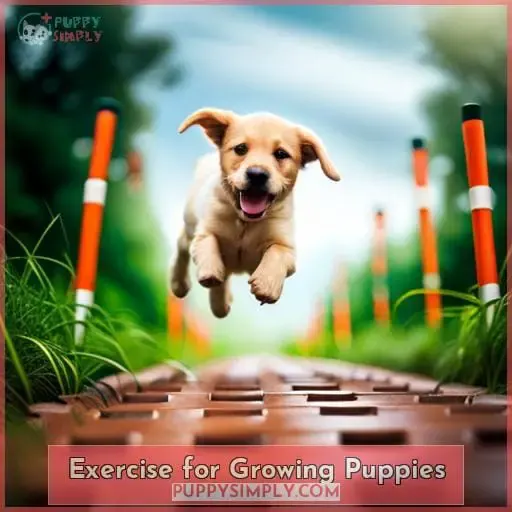 Exercise for Growing Puppies