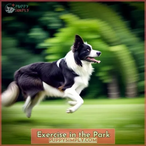 Exercise in the Park