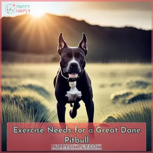 Exercise Needs for a Great Dane Pitbull