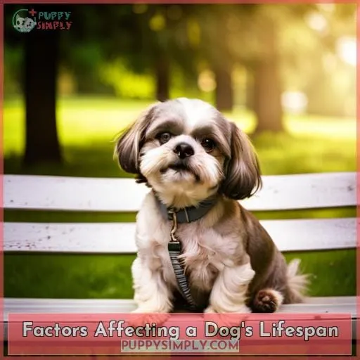 Factors Affecting a Dog
