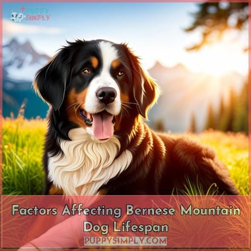 Factors Affecting Bernese Mountain Dog Lifespan
