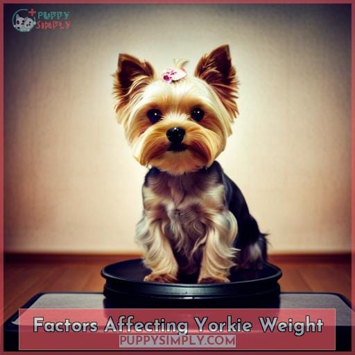 Factors Affecting Yorkie Weight