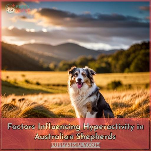 Factors Influencing Hyperactivity in Australian Shepherds