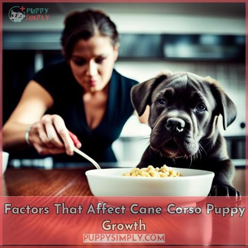 Factors That Affect Cane Corso Puppy Growth