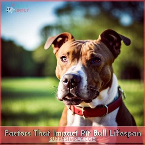 Factors That Impact Pit Bull Lifespan