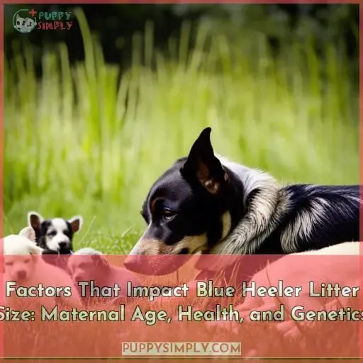 factors that influence how many puppies a blue heeler will have