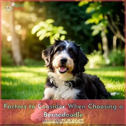 Factors to Consider When Choosing a Bernedoodle