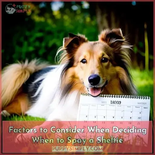 Factors to Consider When Deciding When to Spay a Sheltie