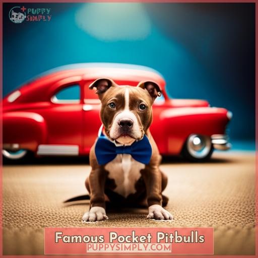 Famous Pocket Pitbulls