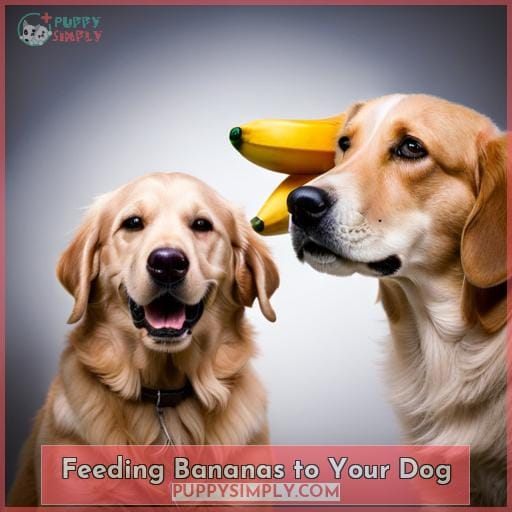 Feeding Bananas to Your Dog